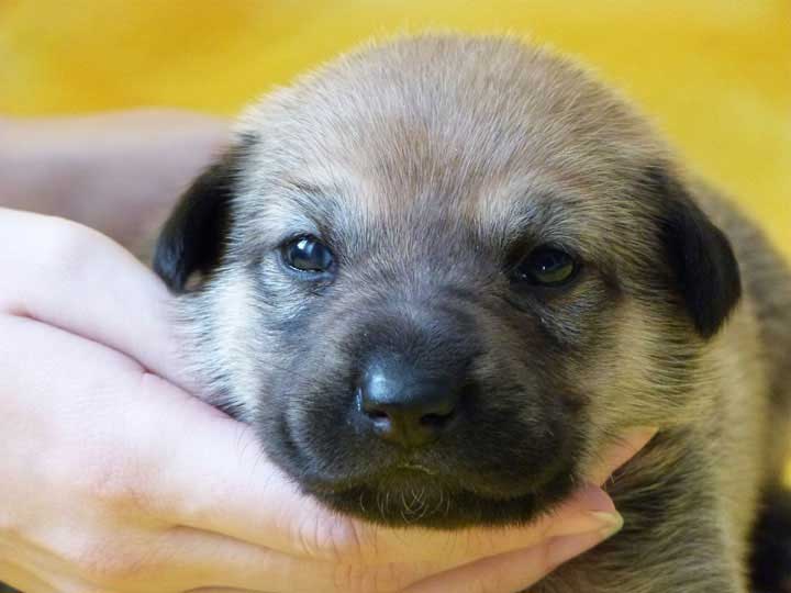 chinook puppy